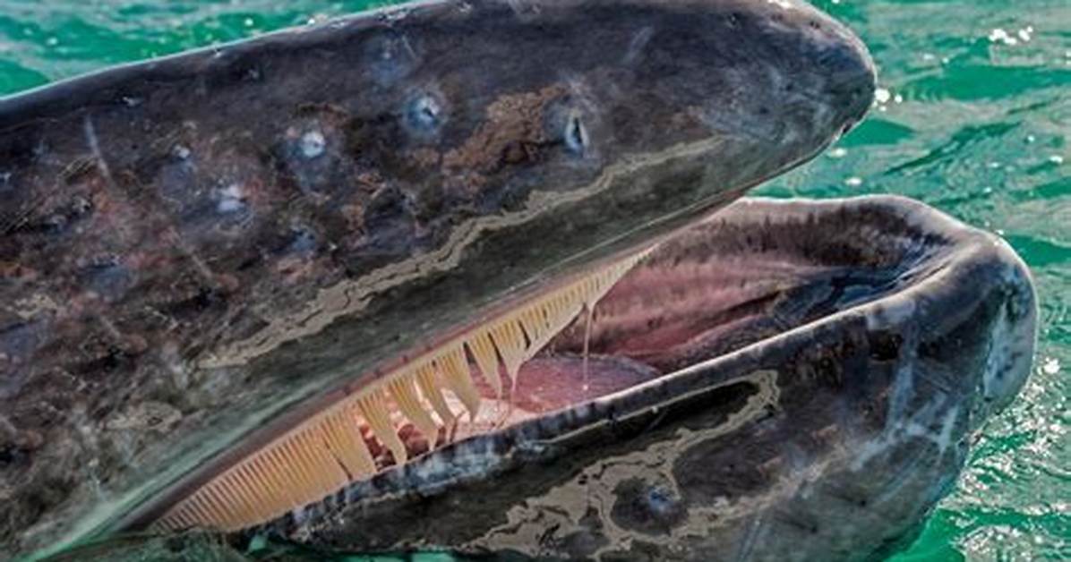 Do Whales Have Teeth?