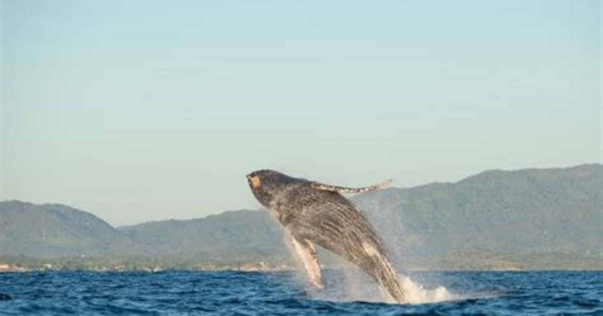 Do Whales Jump for Fun