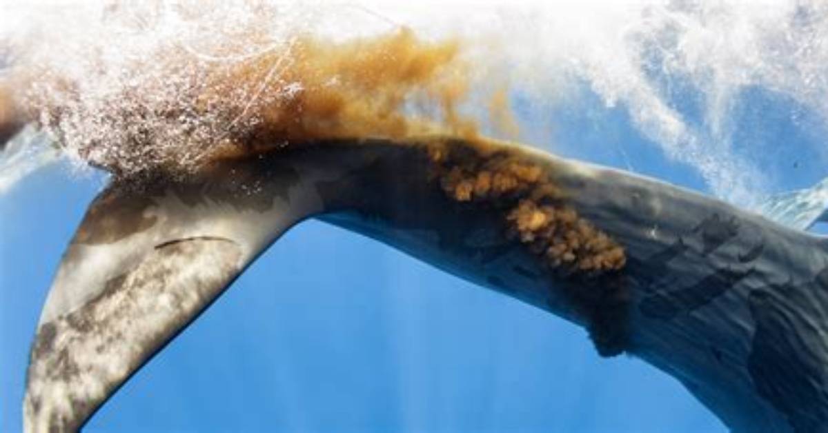 Do Whales Pee?