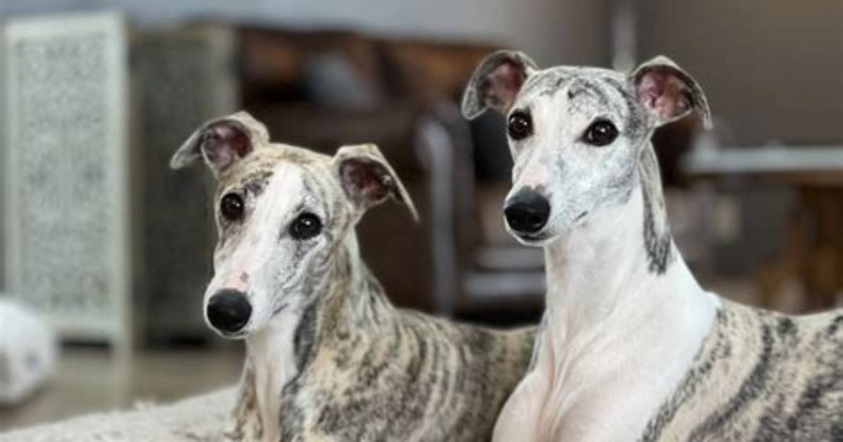 Do Whippets Have Anxiety