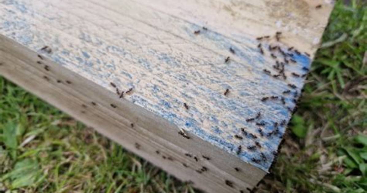 Do White Ants Eat Cypress Pine?