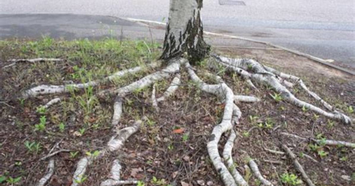 Do White Birch Trees Have Deep Roots?