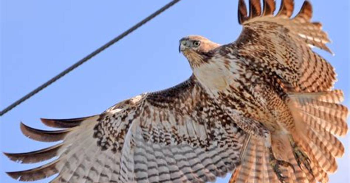 Do White Tailed Hawks Migrate