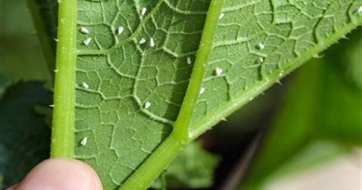 Do Whiteflies Live in Grass