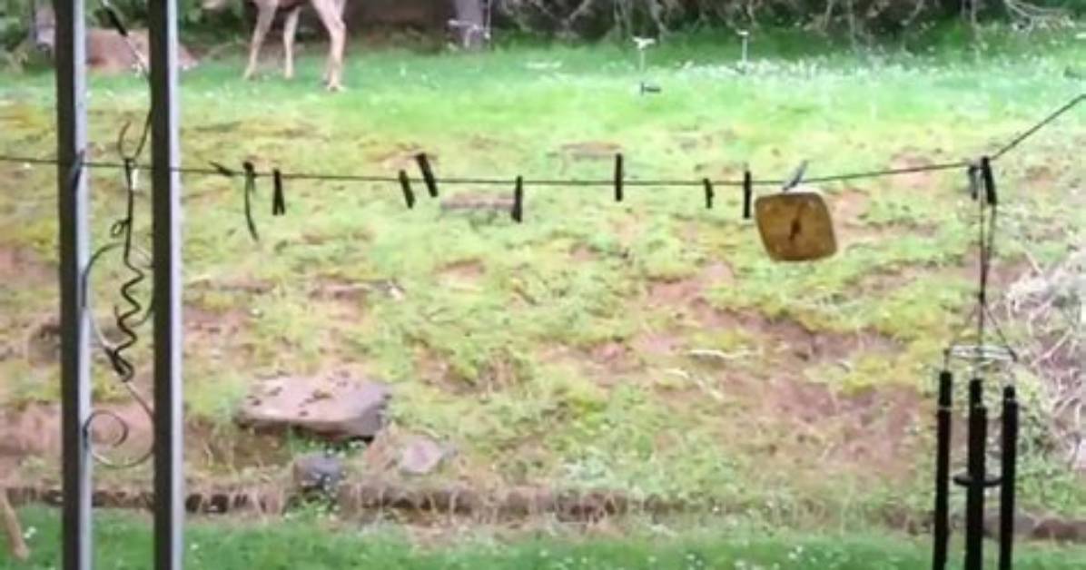 Do Windchimes Scare Deer Away?