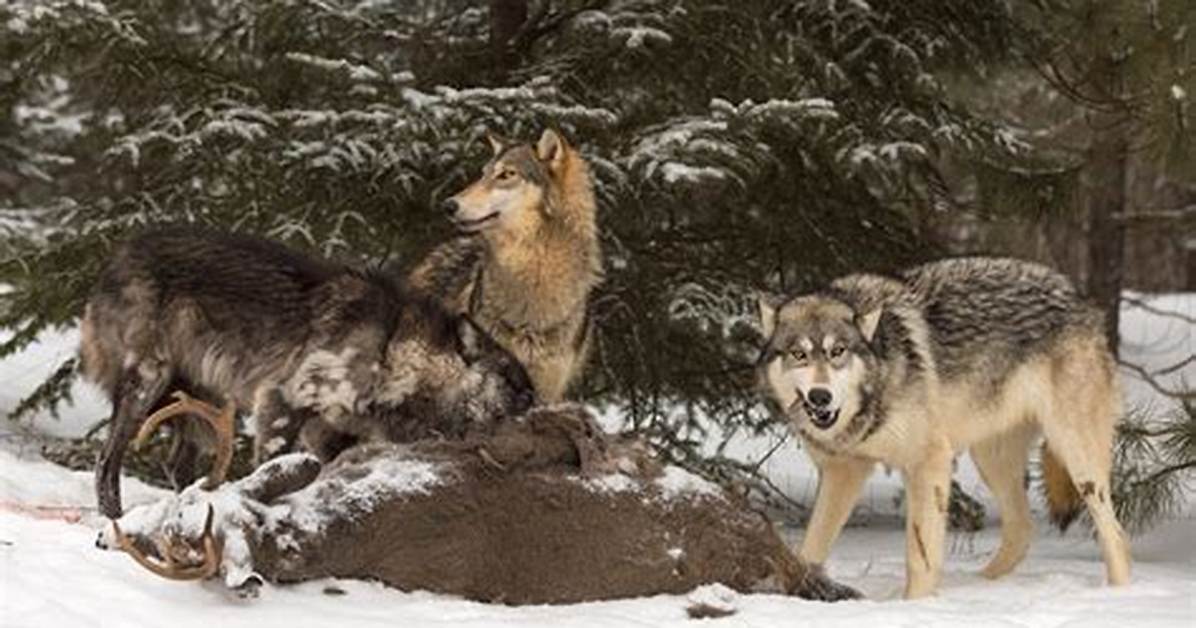 Do Wolves Eat Dall Sheep