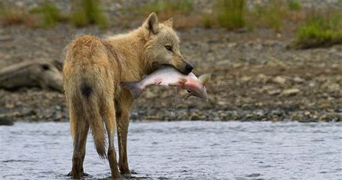 Do Wolves Eat Fish?