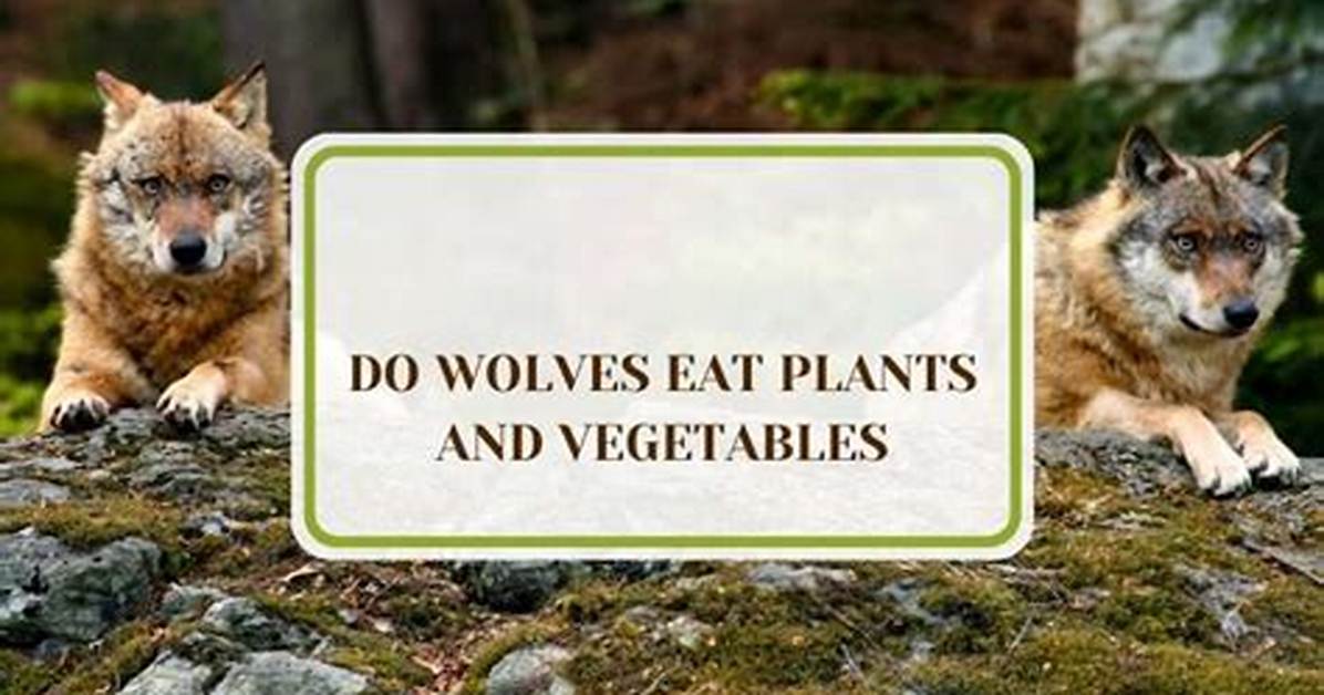 Do Wolves Eat Vegetables