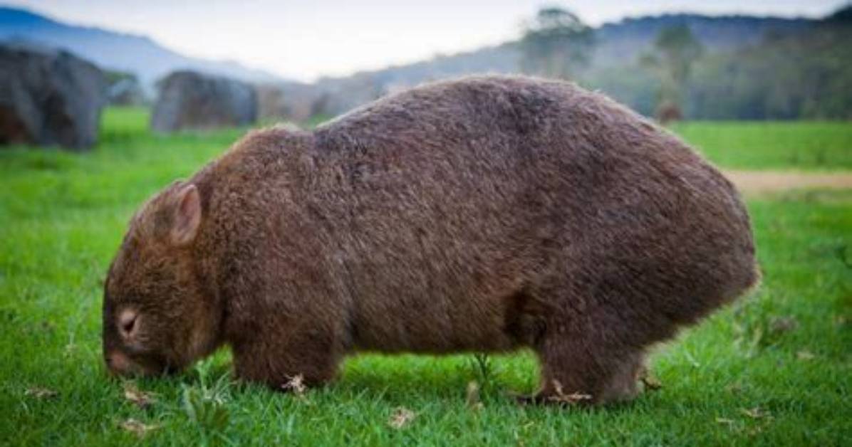 Do Wombats Attack Humans?