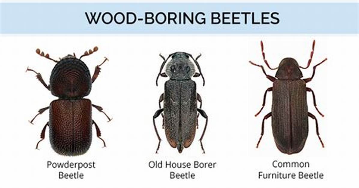 Do Wood Boring Beetles Spread?