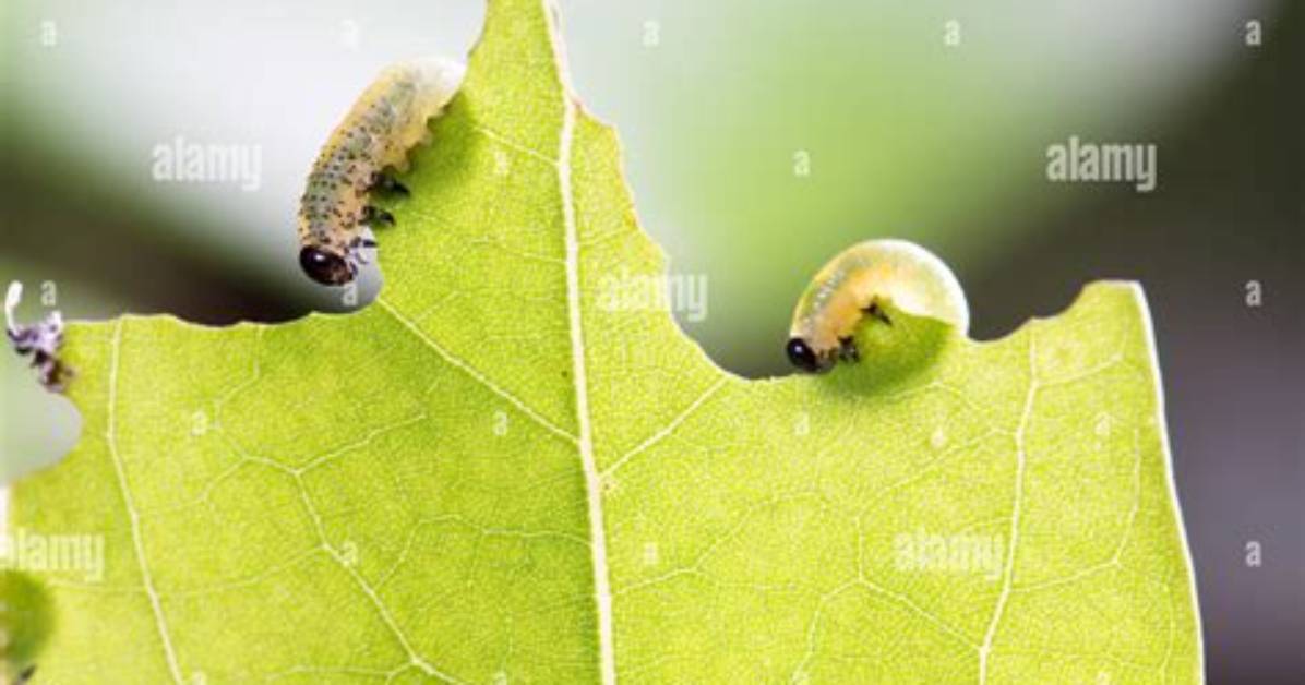 Do Worms Eat Leaves?