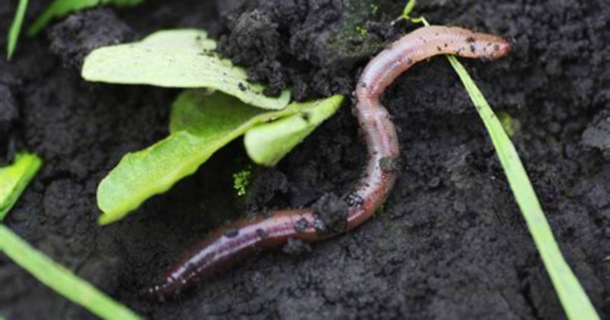 Do Worms Eat Your Plants?