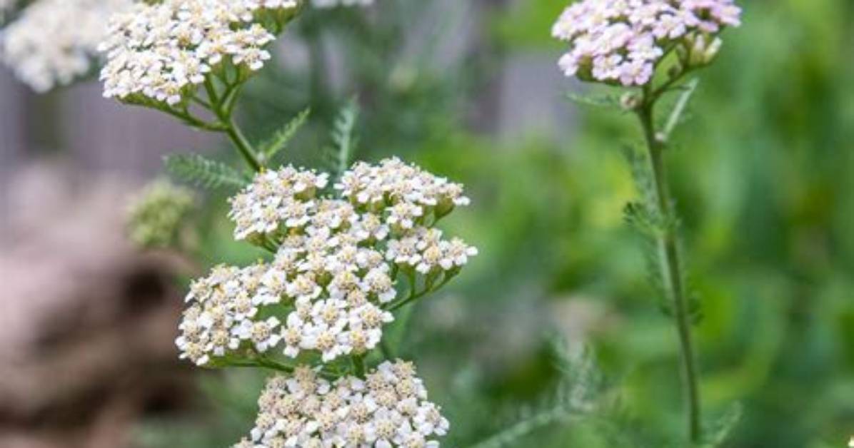 Do Yarrow Plants Spread?
