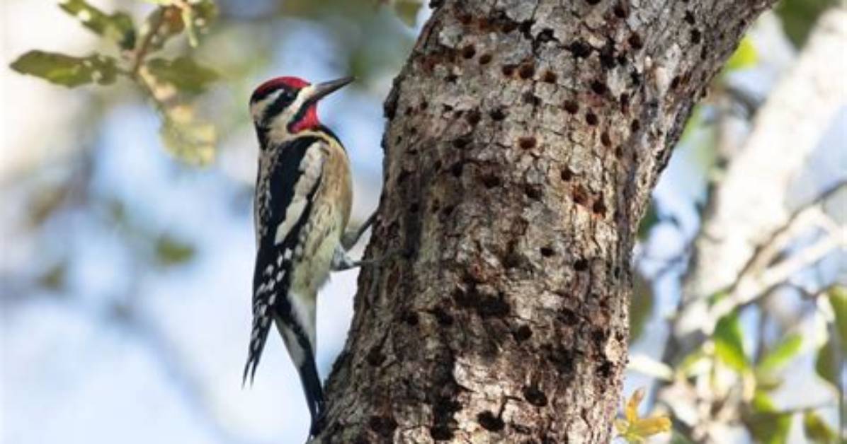 Do Yellow Bellied Sapsuckers Affect Trees