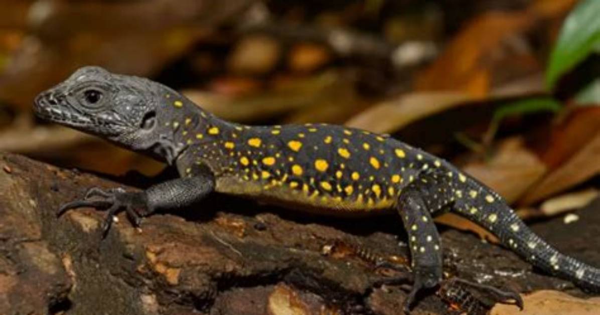 Do Yellow Spotted Lizards Really Exist?