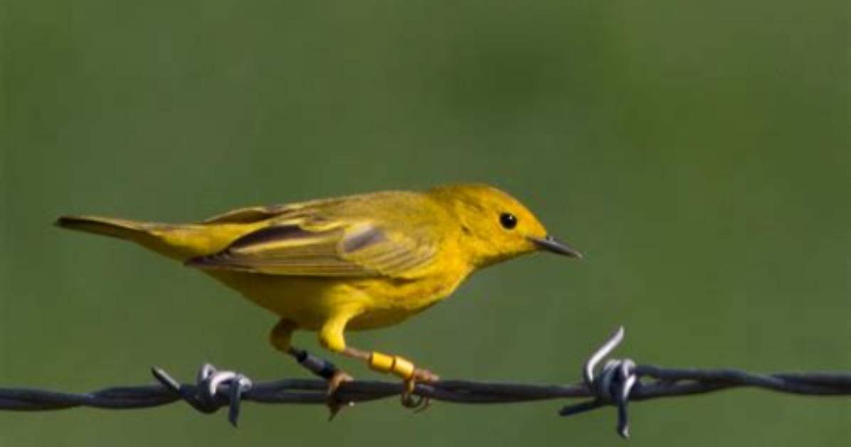 Do Yellow Warblers Migrate?