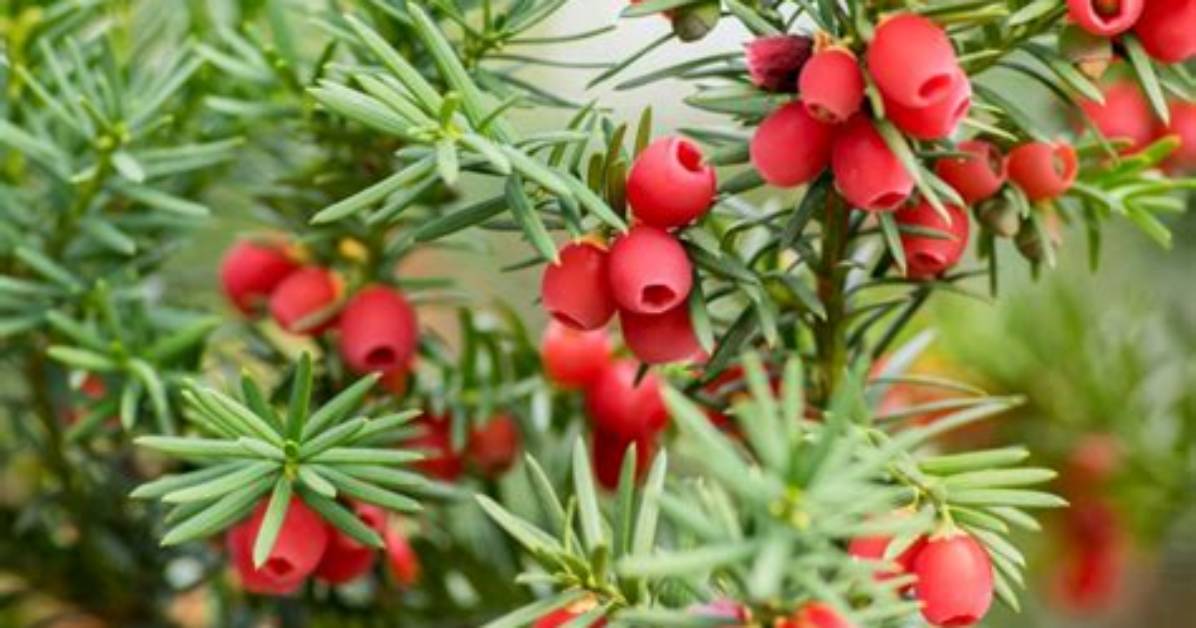 Do Yew Trees Grow in Canada?