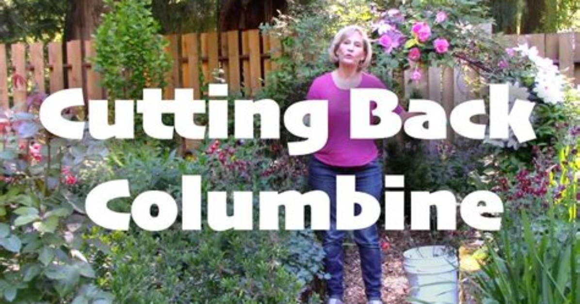 Do You Cut Back Columbine