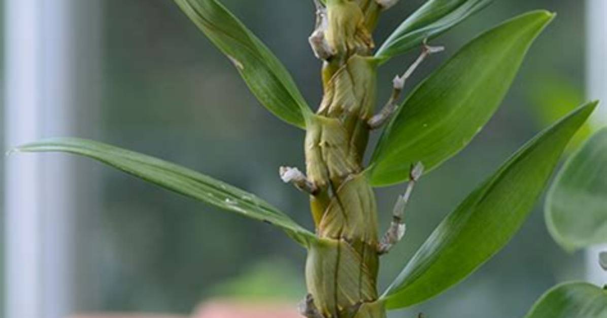 Do You Cut Back Dendrobium Nobile?