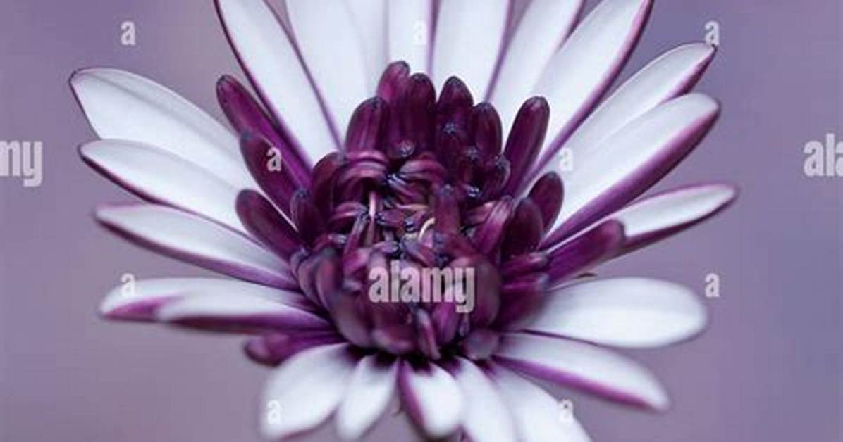 Do You Cut Back Osteospermum Uk