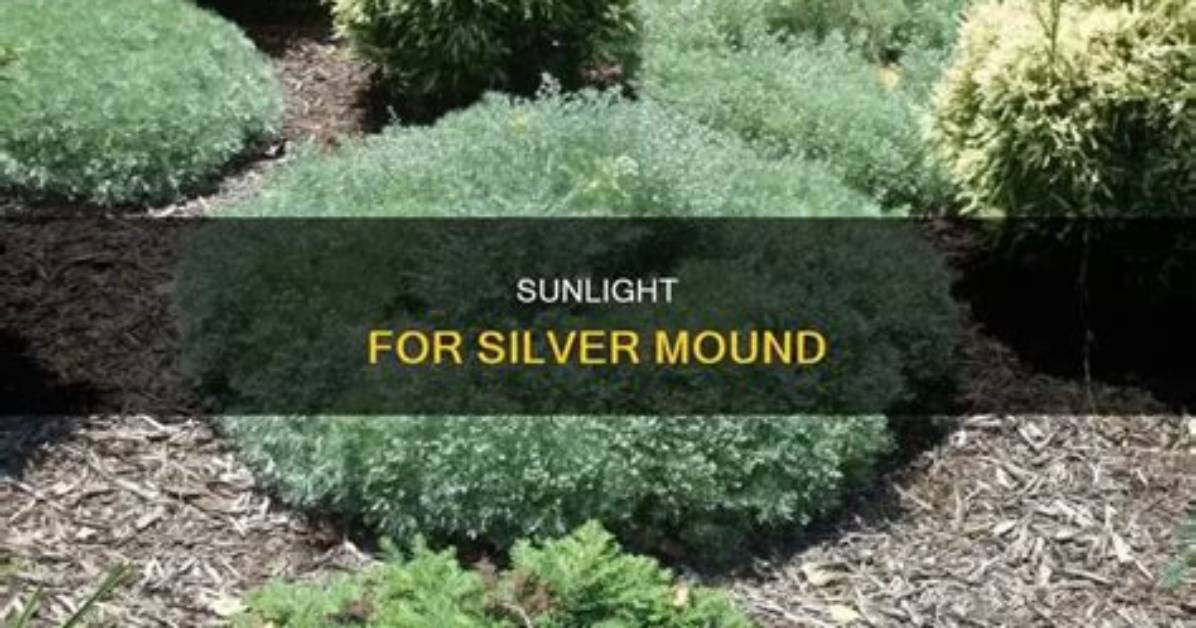 Do You Cut Back Silver Mound
