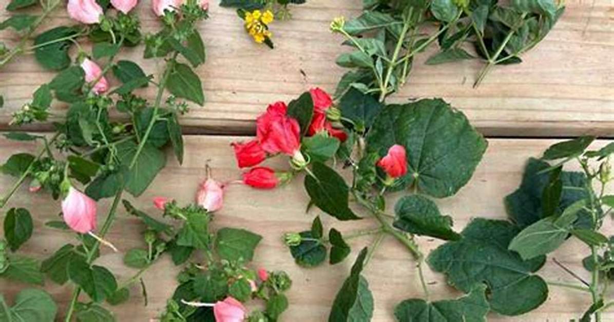 Do You Cut Back Turk's Cap?