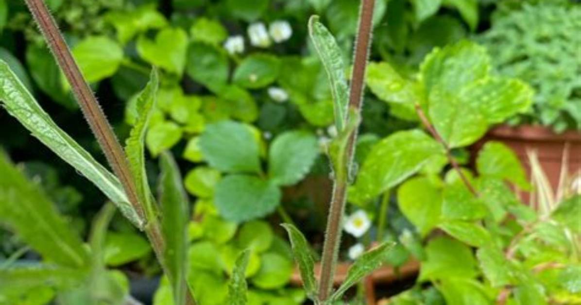 Do You Cut Verbena Back