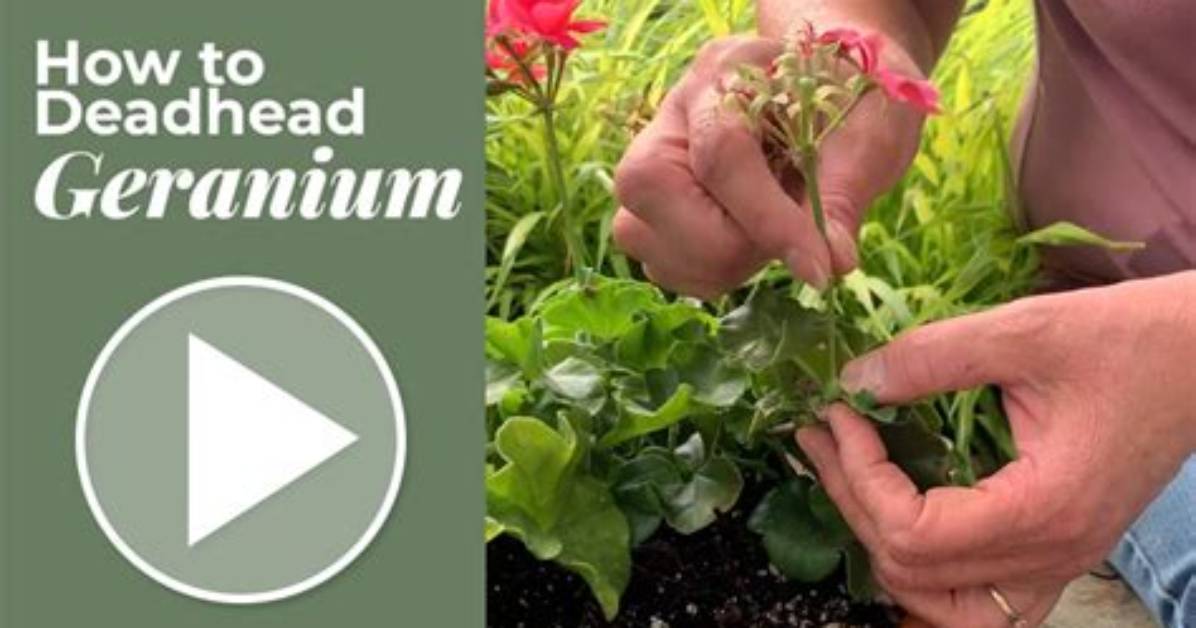 Do You Deadhead Bacopa?
