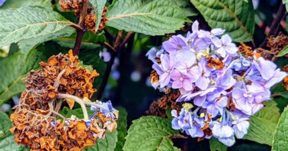 Do You Deadhead Hydrangeas in Summer
