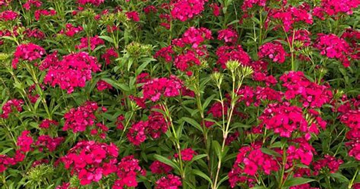 Do You Deadhead Jolt Cherry Dianthus?