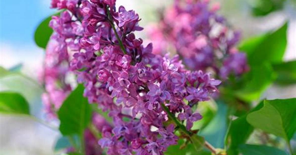 Do You Deadhead Lilacs