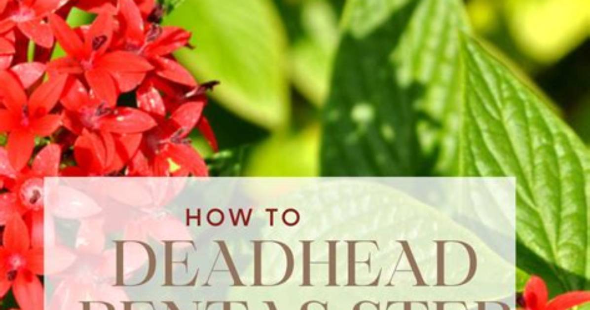 Do You Deadhead Pentas Flowers?