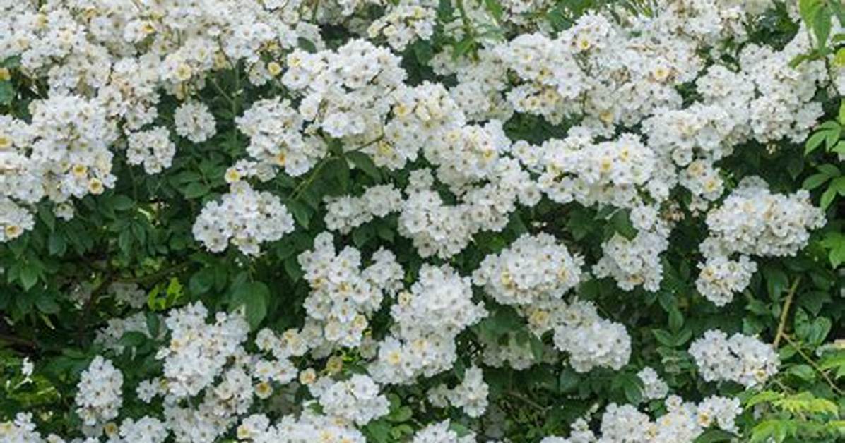 Do You Deadhead Rambling Rector Rose?