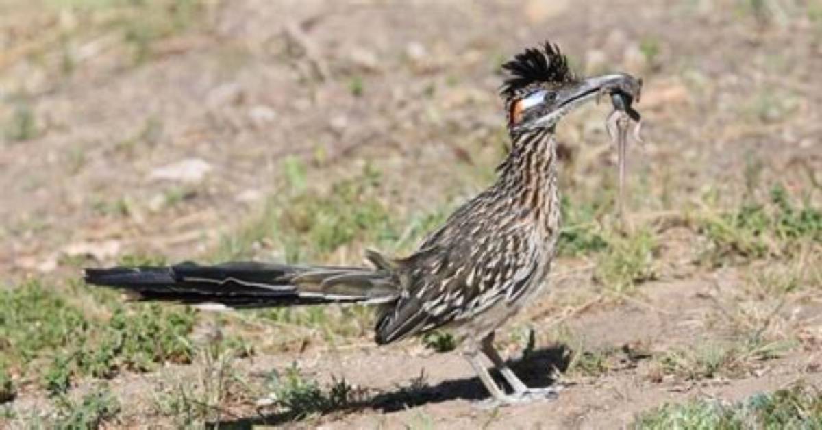 Do You Eat a Roadrunner?