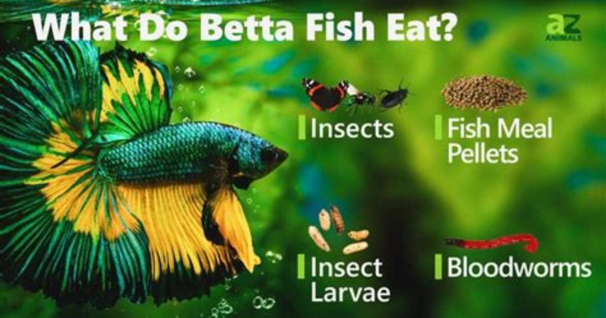 Do You Feed Betta Fish?