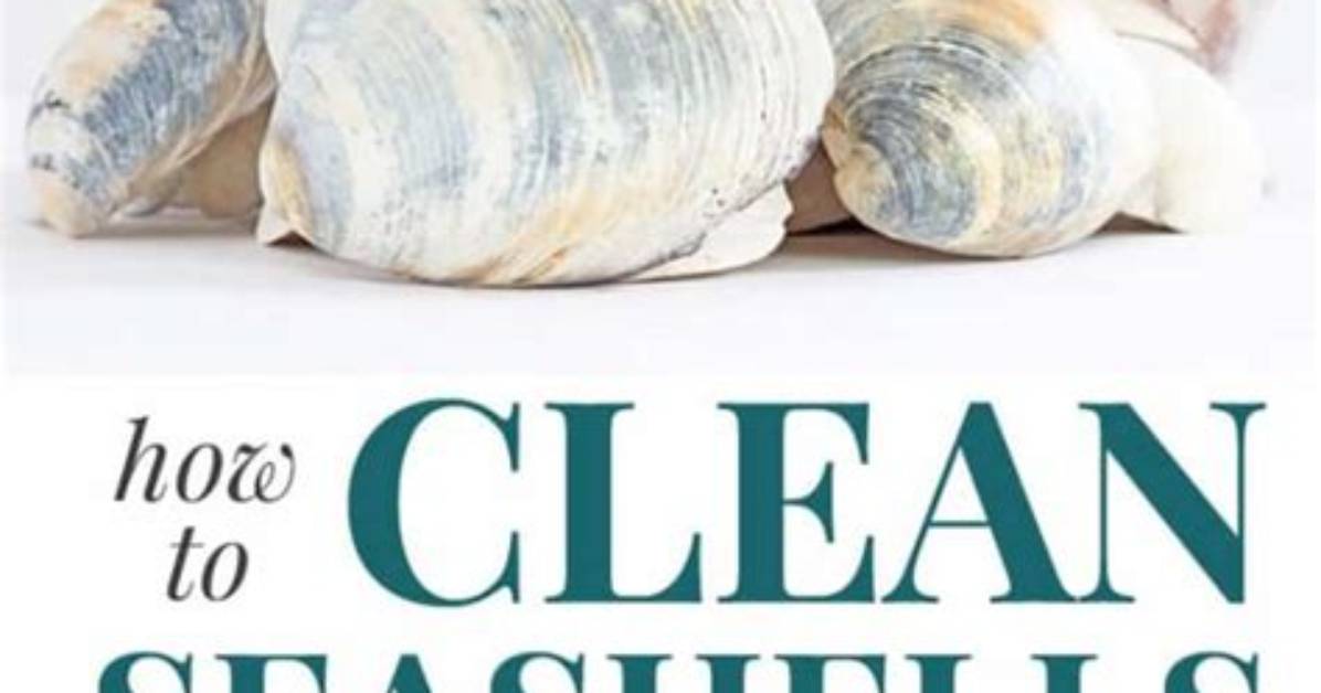 Do You Have to Clean Seashells?