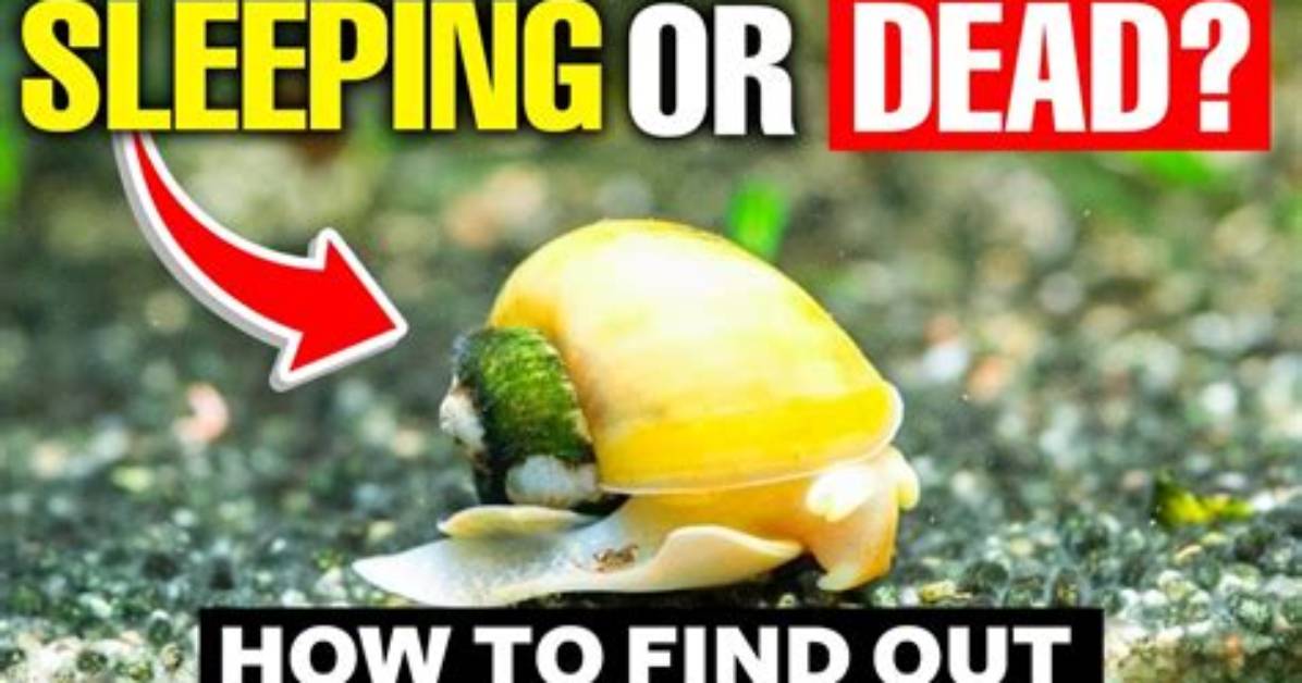 Do You Know If a Snail Is Dead?