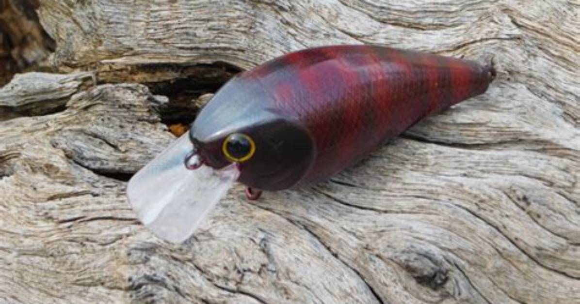 Do You Need Murkray Bait?