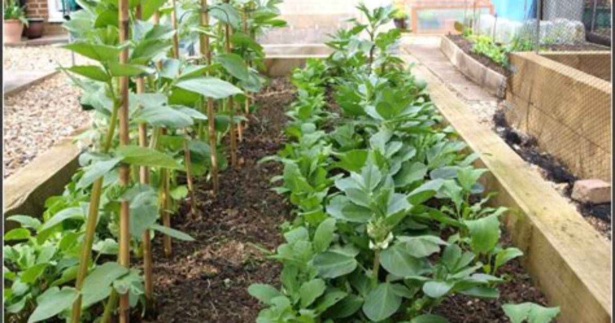 Do You Need to Stake Broad Beans?
