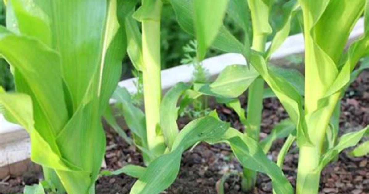 Do You Need to Support Sweet Corn?