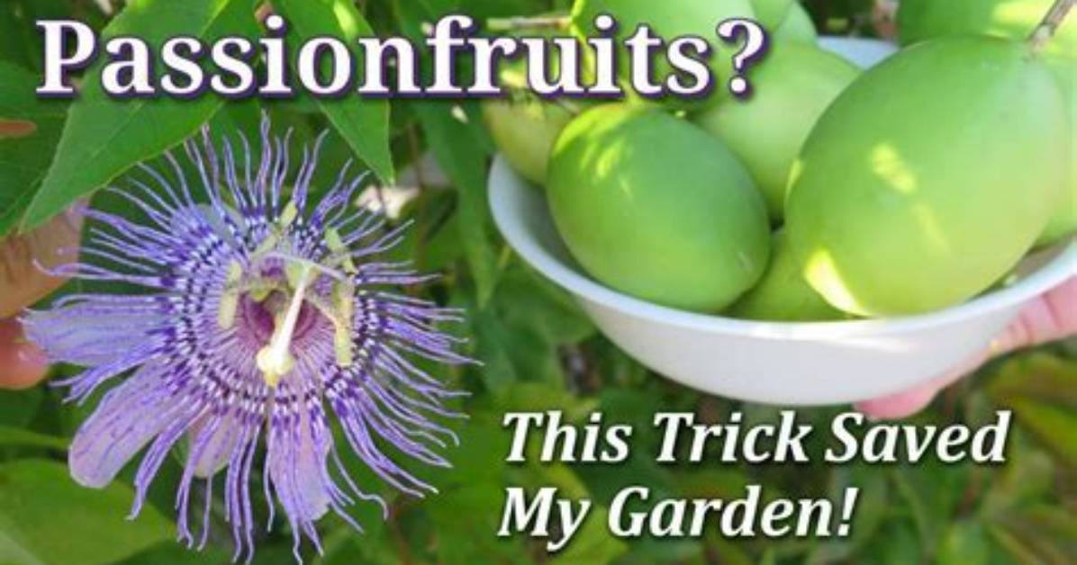 Do You Need Two Passionfruit Plants to Get Fruit?