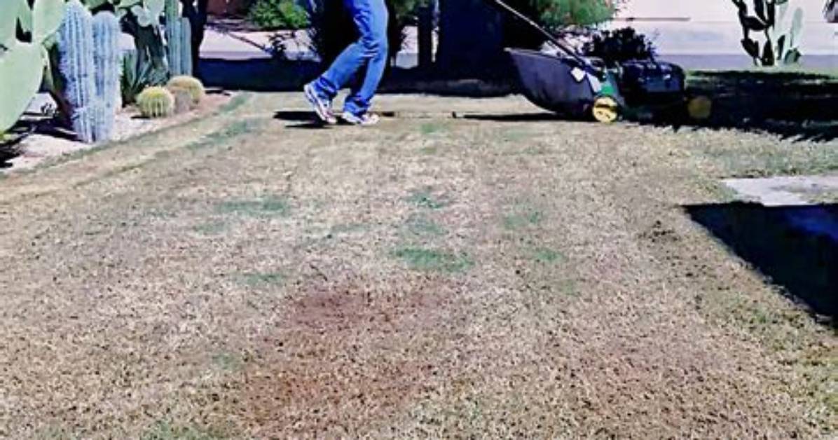 Do You Overseed Before Top Dressing?