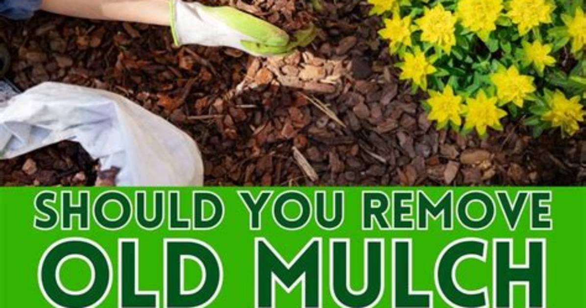 Do You Remove Mulch Before Adding Rock?