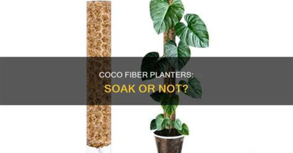 Do You Soak Coco Liners