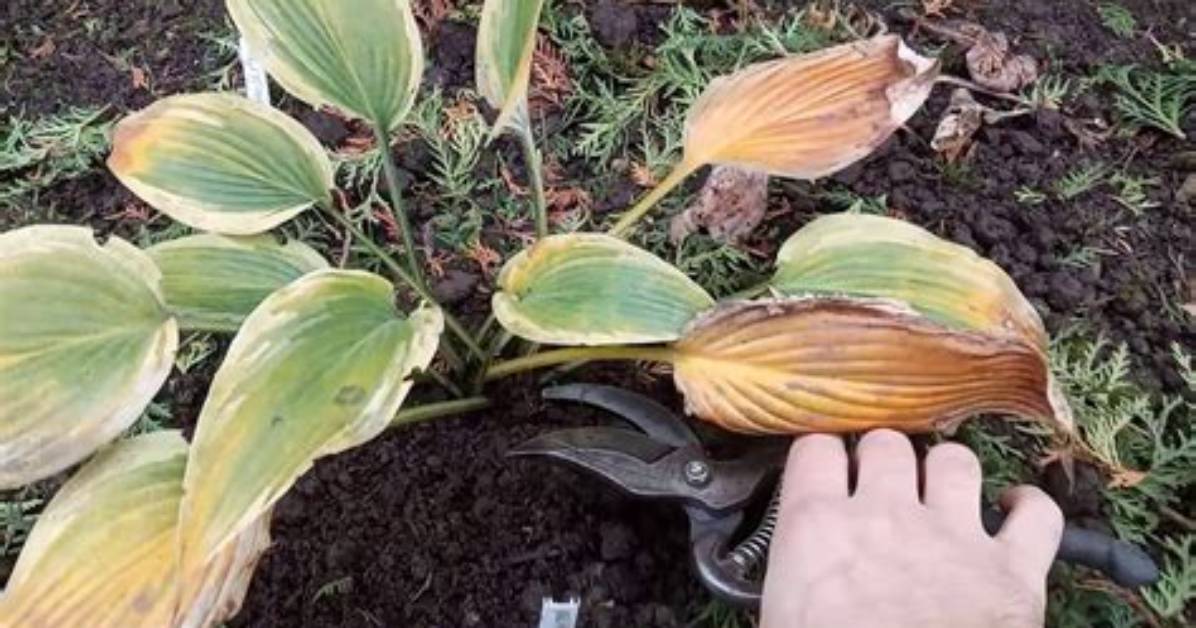 Do You Trim Hostas