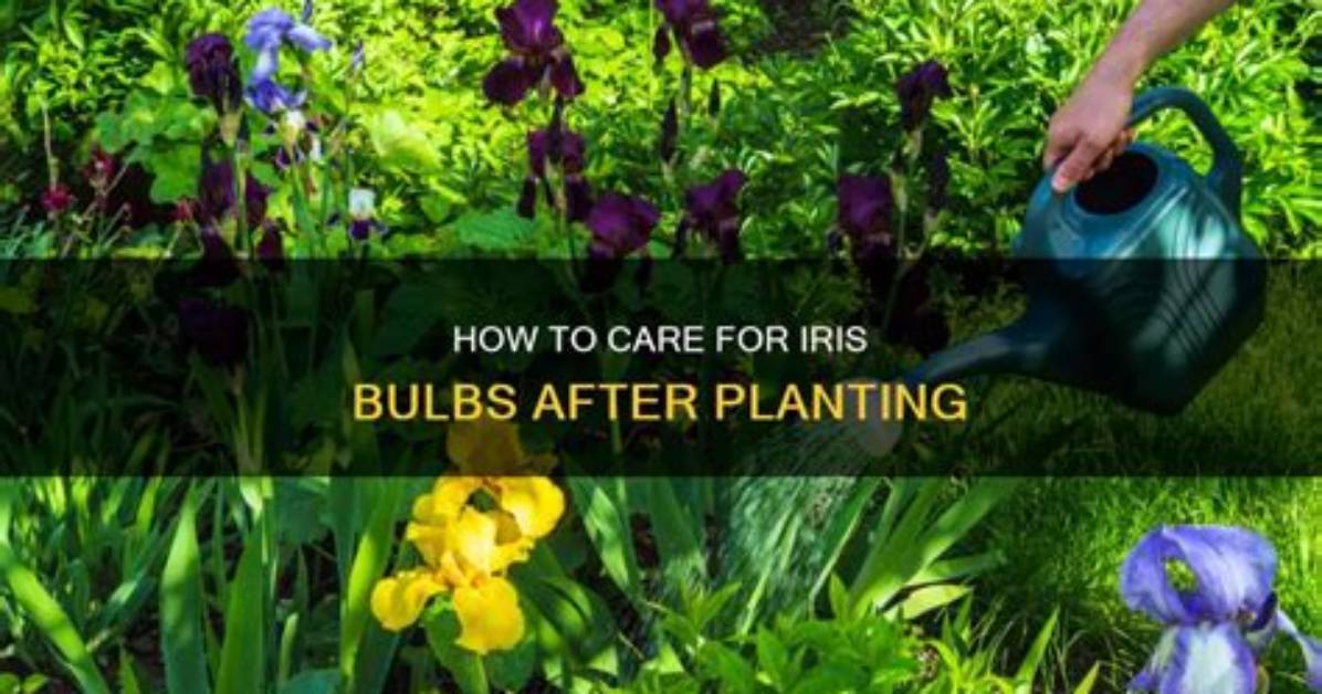 Do You Water Iris Bulbs