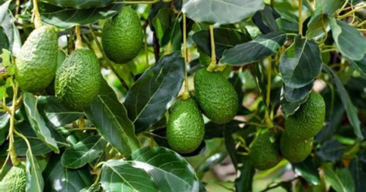 Do Young Avocado Trees Need Full Sun