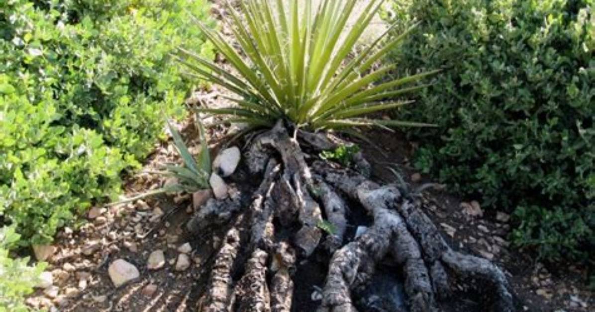 Do Yuccas Have Deep Roots