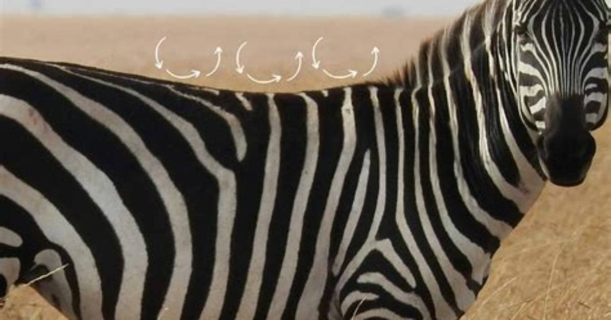 Do Zebra Have Backbones?
