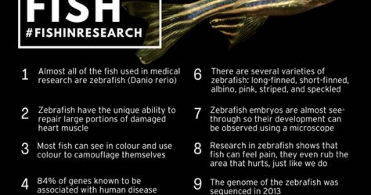 Do Zebrafish Need a Heater?